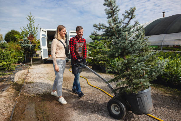 Best Tree Root Removal  in Dundas, MN